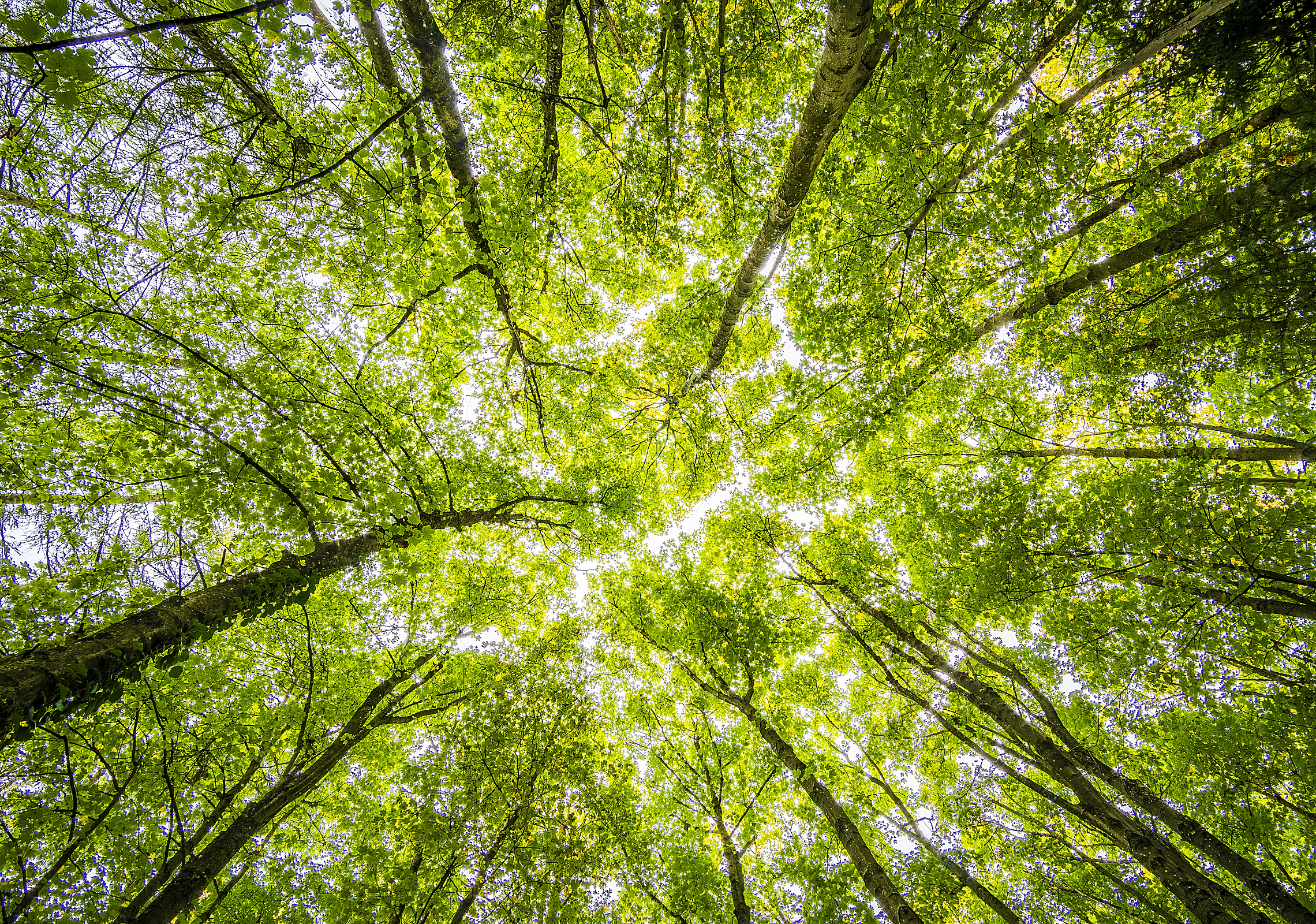 Sustainability 2